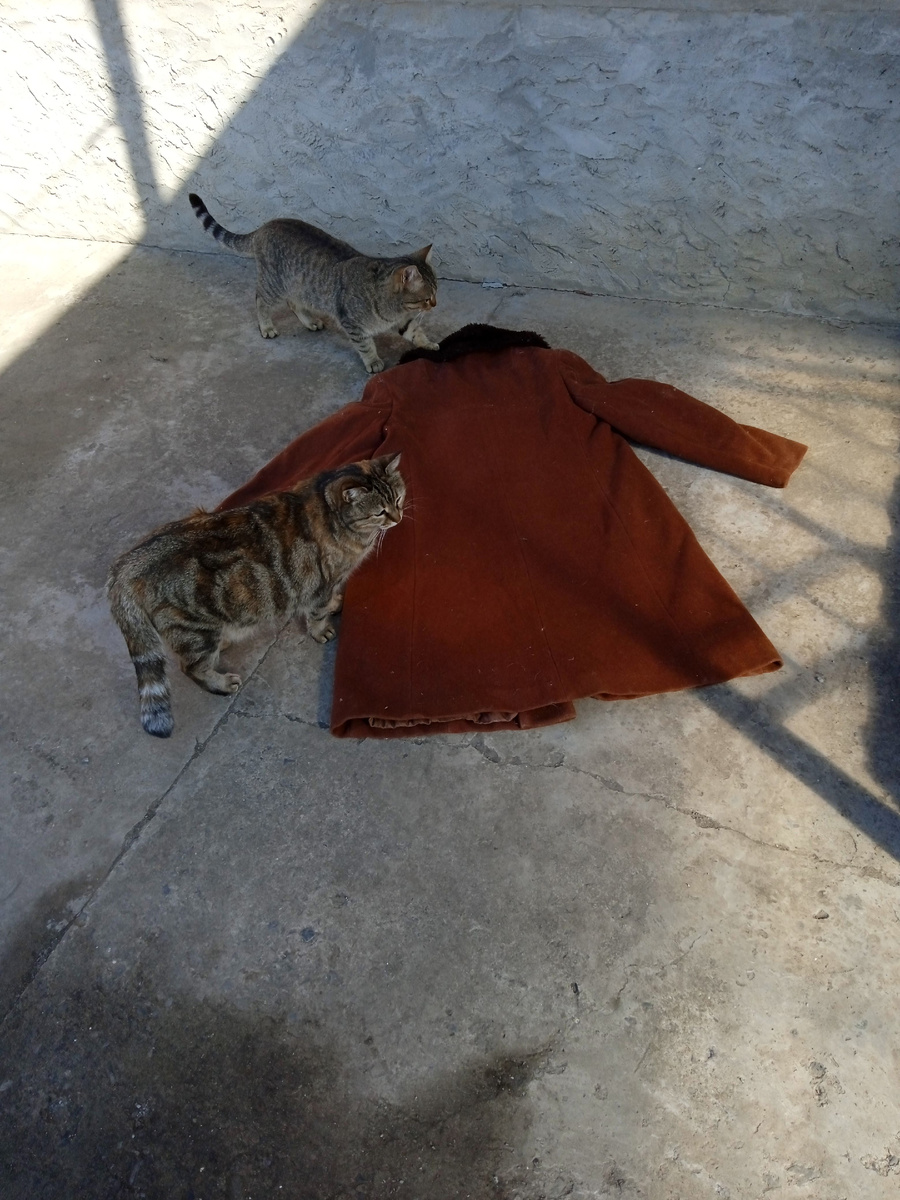 Собственное фото автора. Листайте галерею. Котики осматривают пальто, как только я его сняла. По поводу подстилок для котов. В тёплый сезон я выстилаю им подстилки в сарае, чтобы они там в течение дня отдыхали. В доме в тёплое время не хотят сидеть.