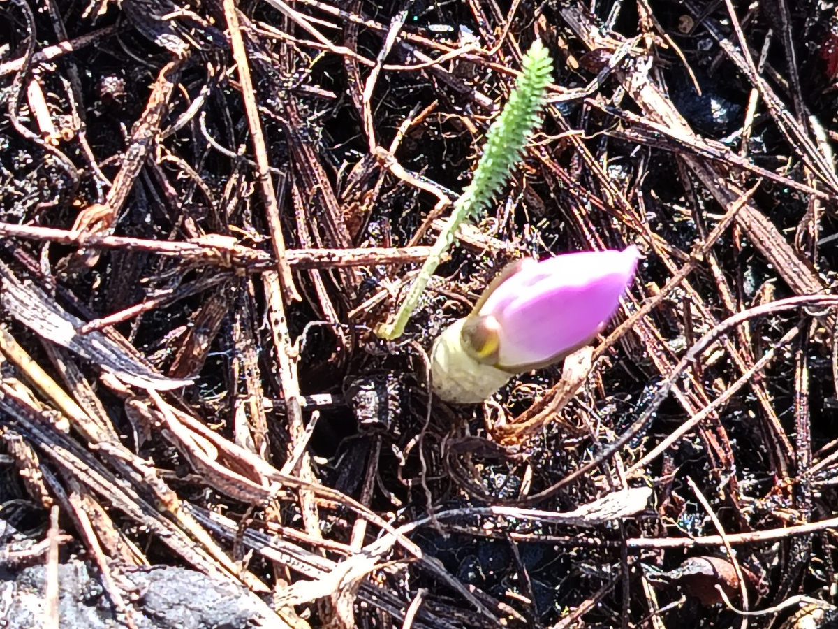 Вот он первый вестник весны.