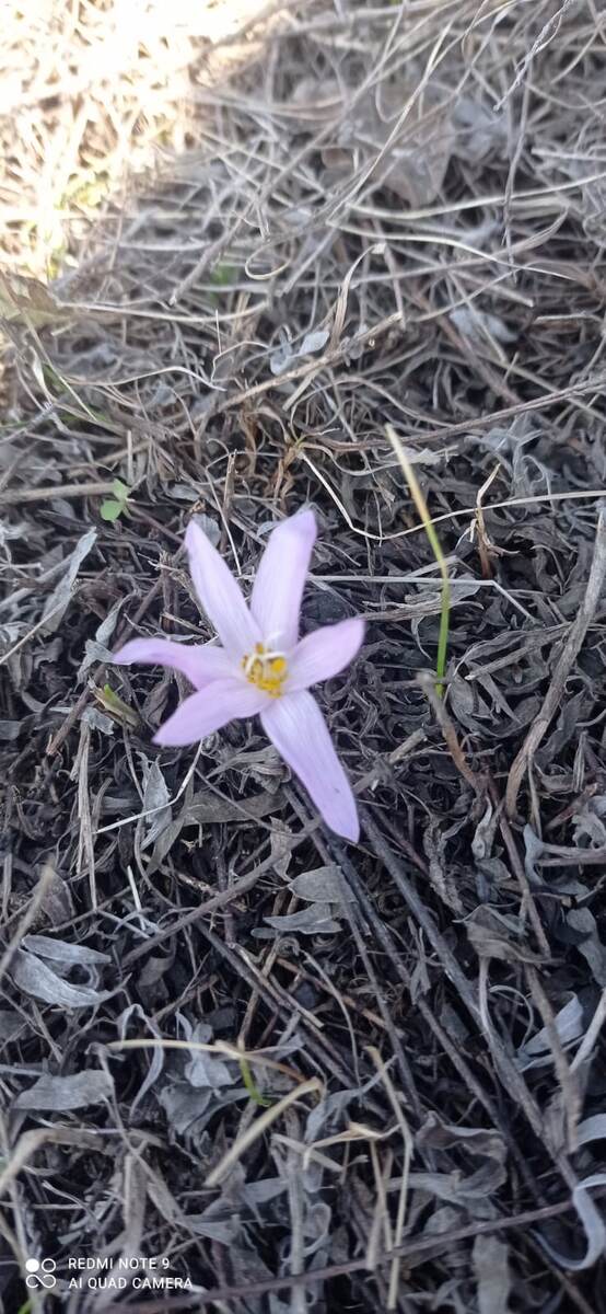Нежно - сиреневый цветочек.. 