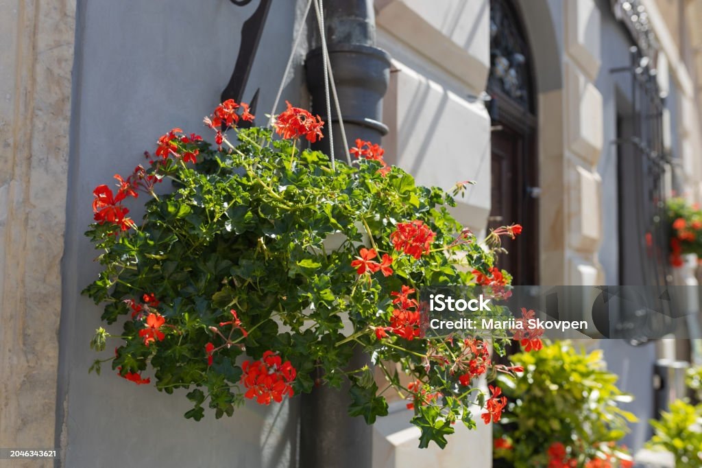 Ампельная герань