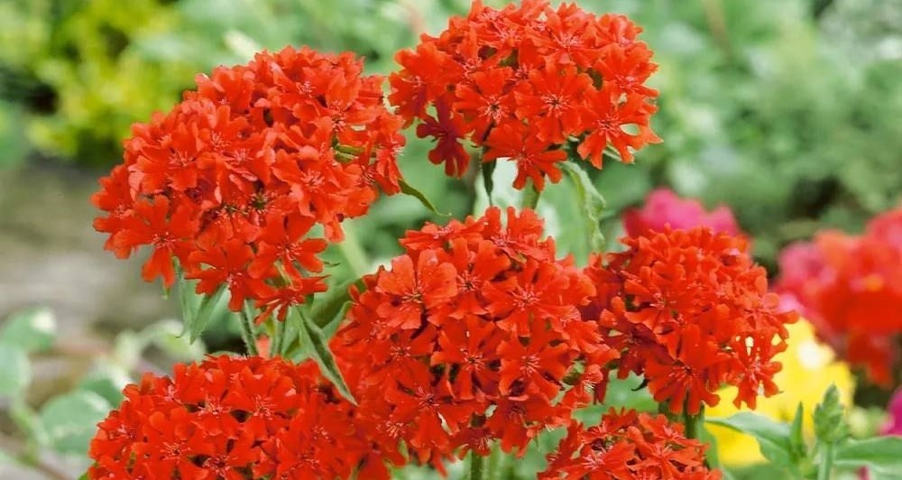 Отдельные цветки большие - до 3 сантиметров. А соцветия и вовсе составляют "зонтики" до 10 сантиметров в диаметре.