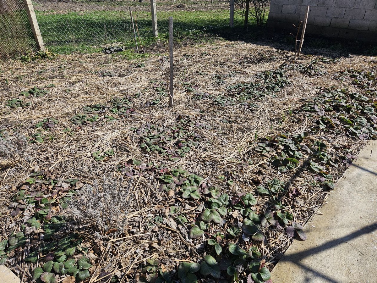 Мой ягодник до весенней обработки