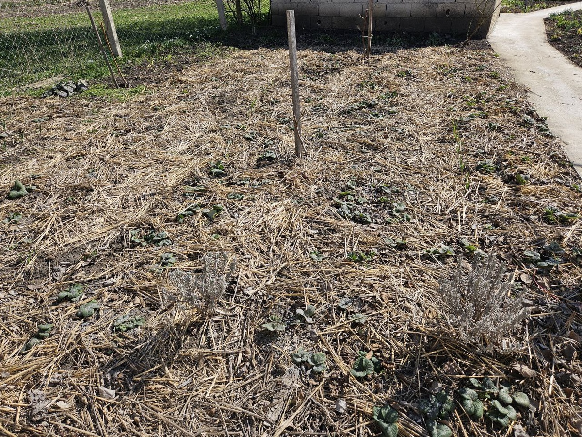 Мой ягодник после весенней обработки