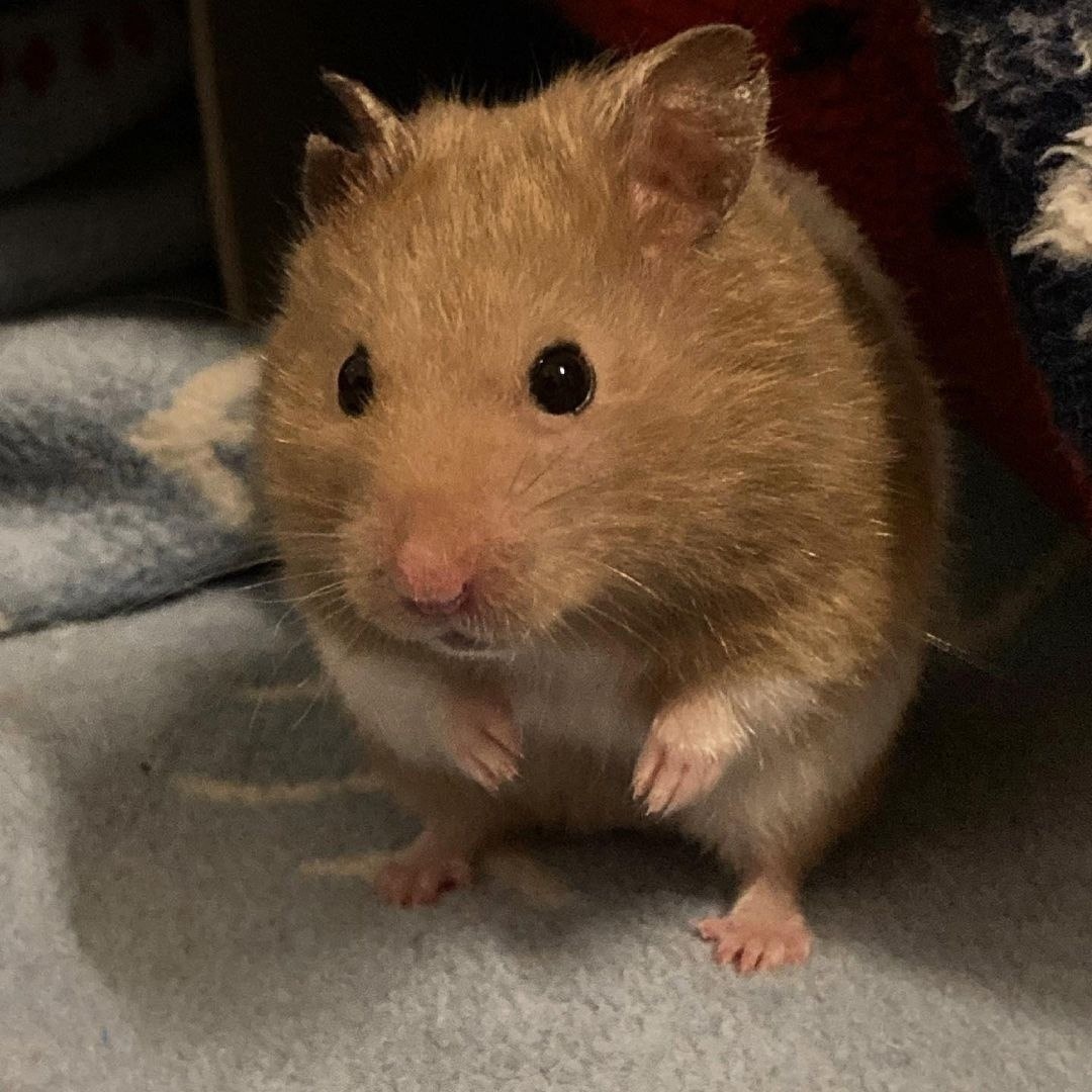 из интернета.