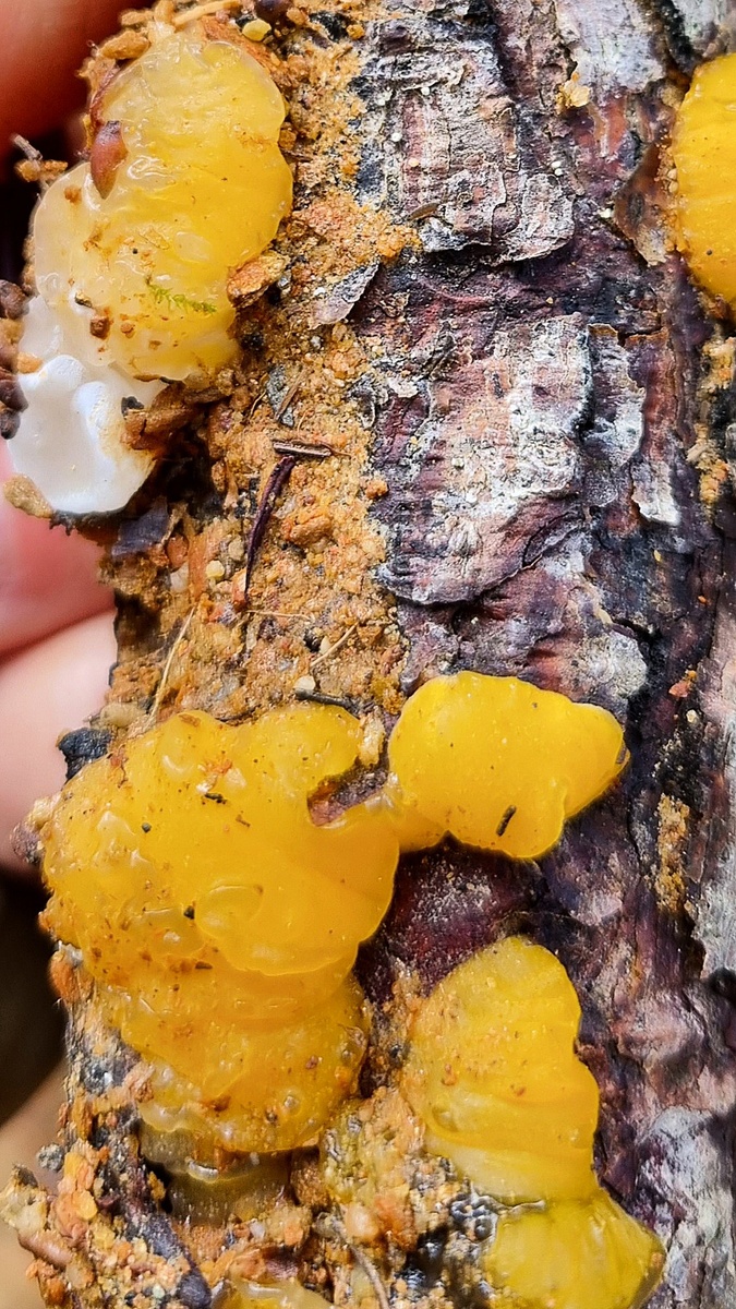 Фото дрожалка оранжевая. Турция, район Кыркларели. Elena HrisTan. 