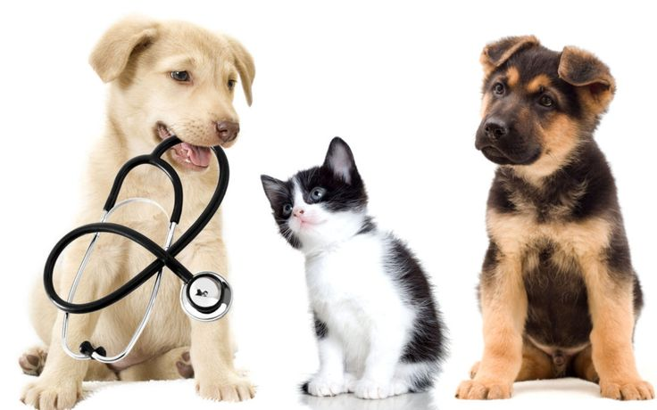 Яндекс.Картинки