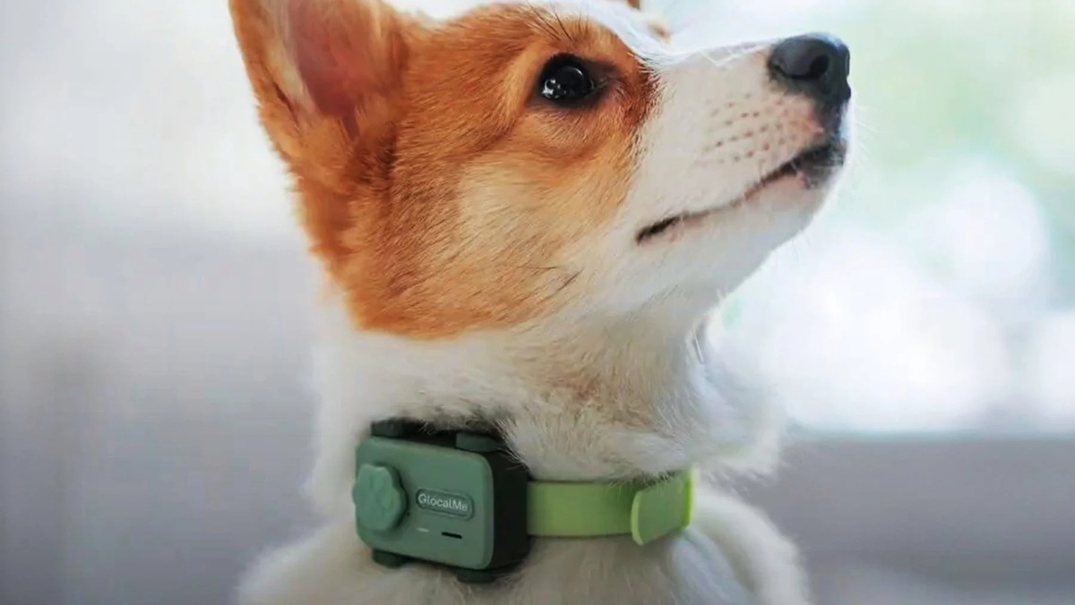 "Смартфон" для домашних животных PetPhone (Источник изображения: GlocalMe)