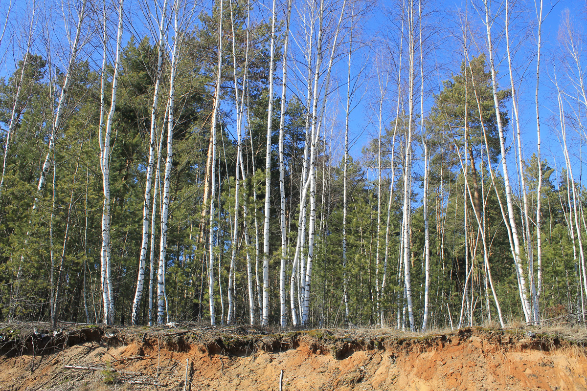 Березовая рощица.
