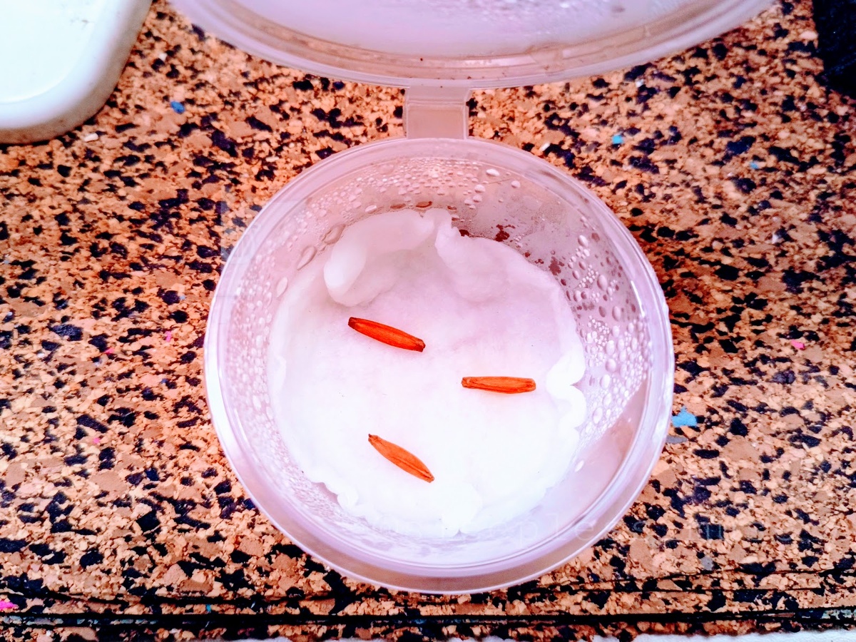 Семена уложила в тепличку