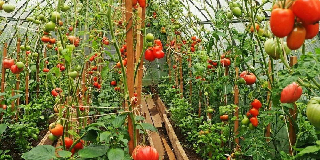 Сажаю высокорослые помидоры по советам 80-летнего соседа. Урожай в 3 раза больше при поливе раз в неделю"