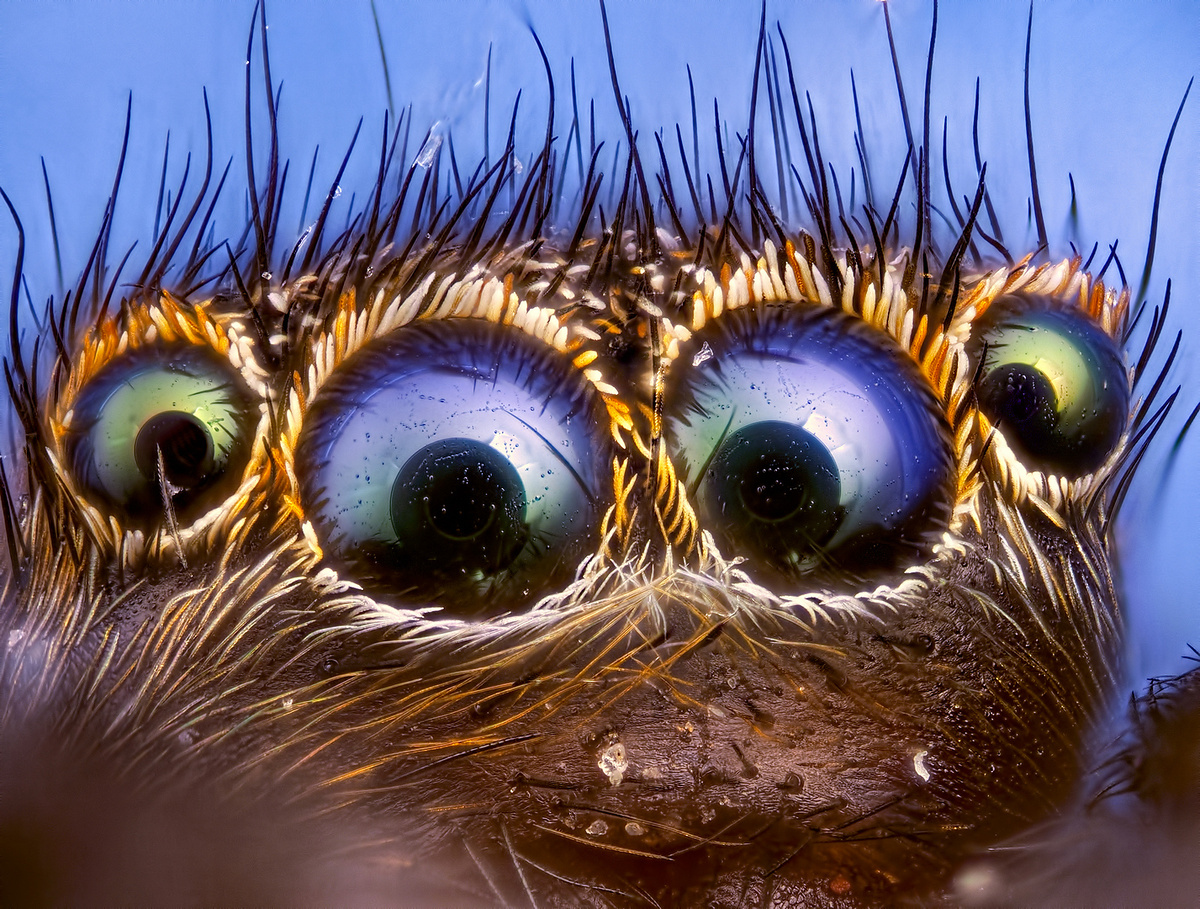 Salticidae.  -.  : .    ,     2023.  .