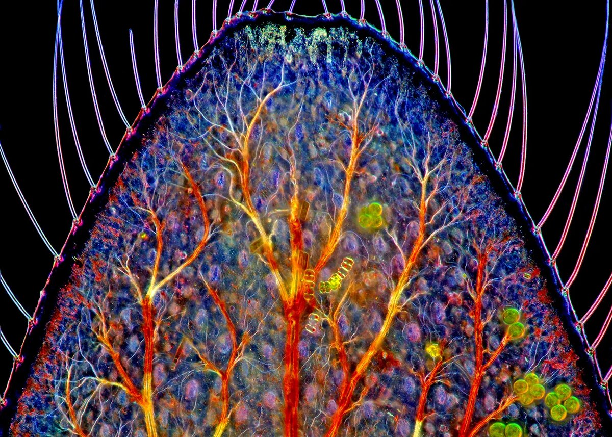   (25). Marek Mis, Suwalki, Podlaskie, Poland.