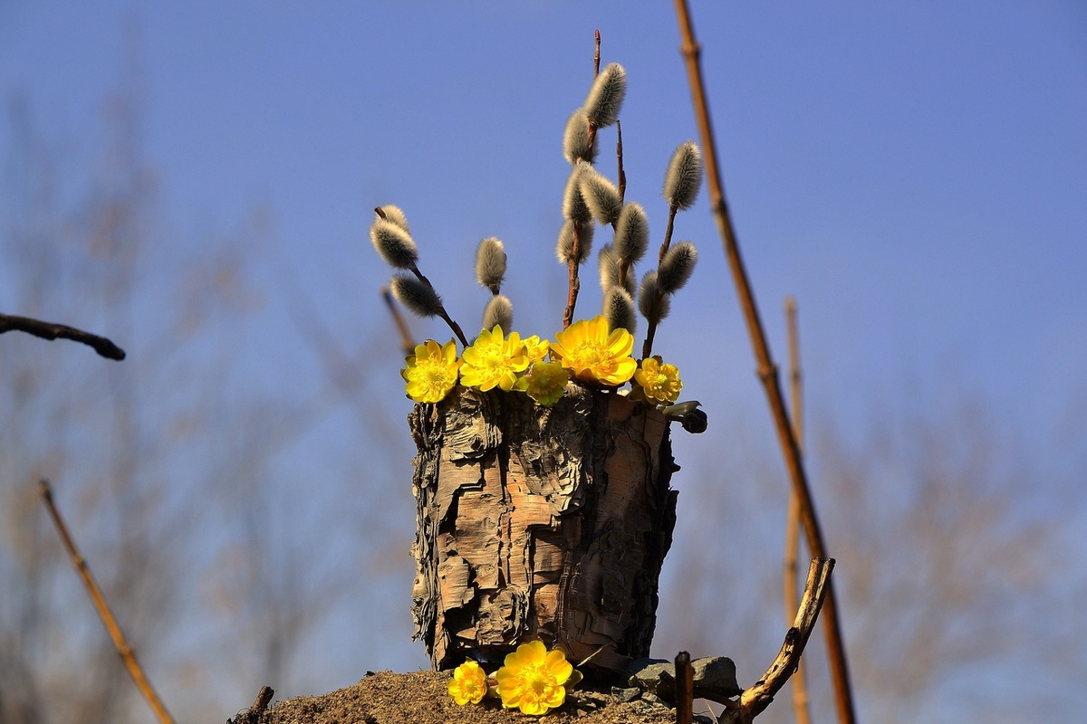 Правообладатель данного изображения: Яндекс Картинки