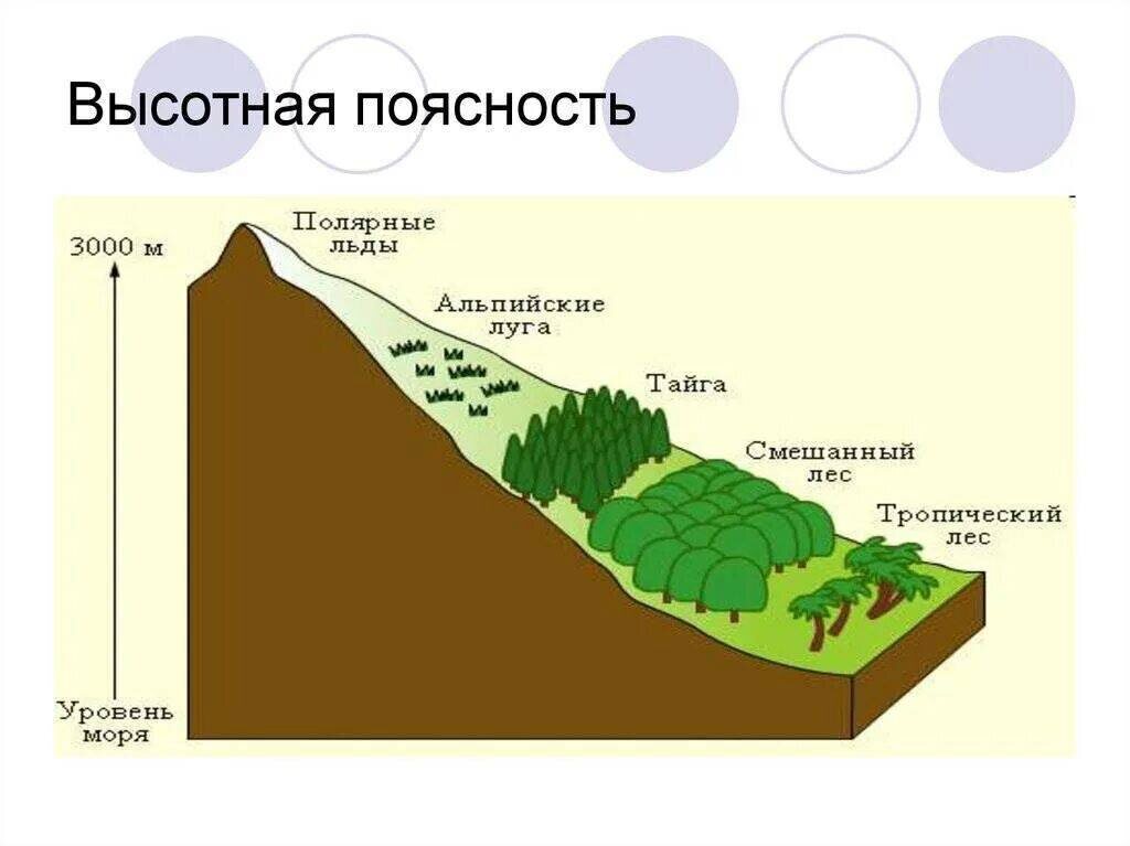 Высокая поясность