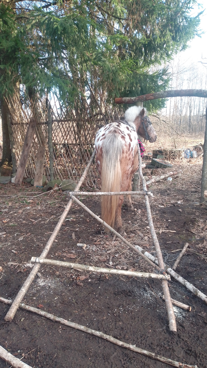 Лакуша удивлённо разглядывает волокушу - это что-то новенькое!