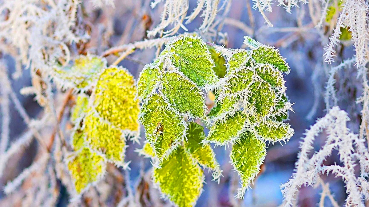 Фото взято из интернета.