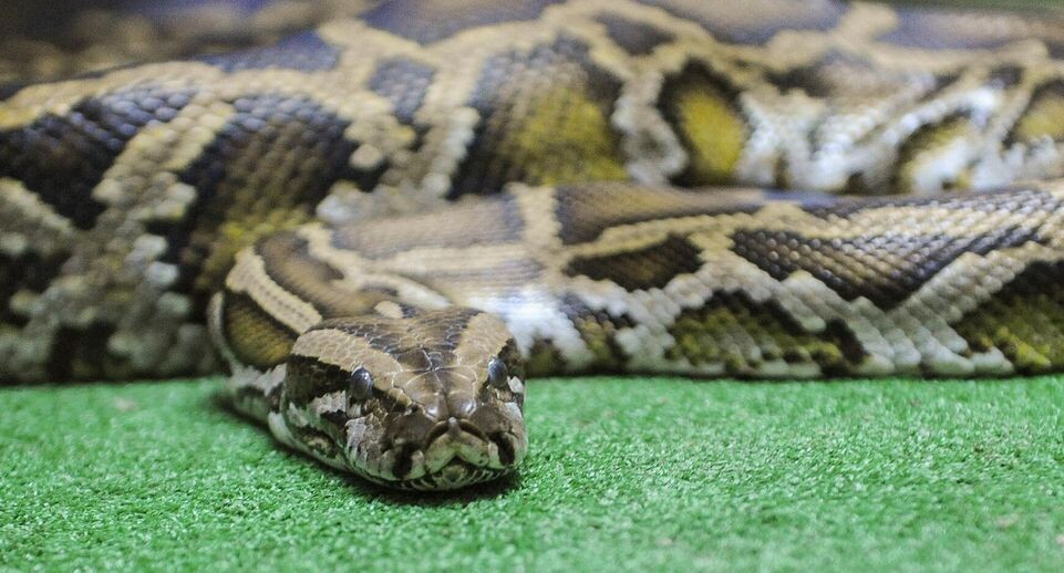    Vadim Akhmetov/ URA.RU / www.globallookpress.com