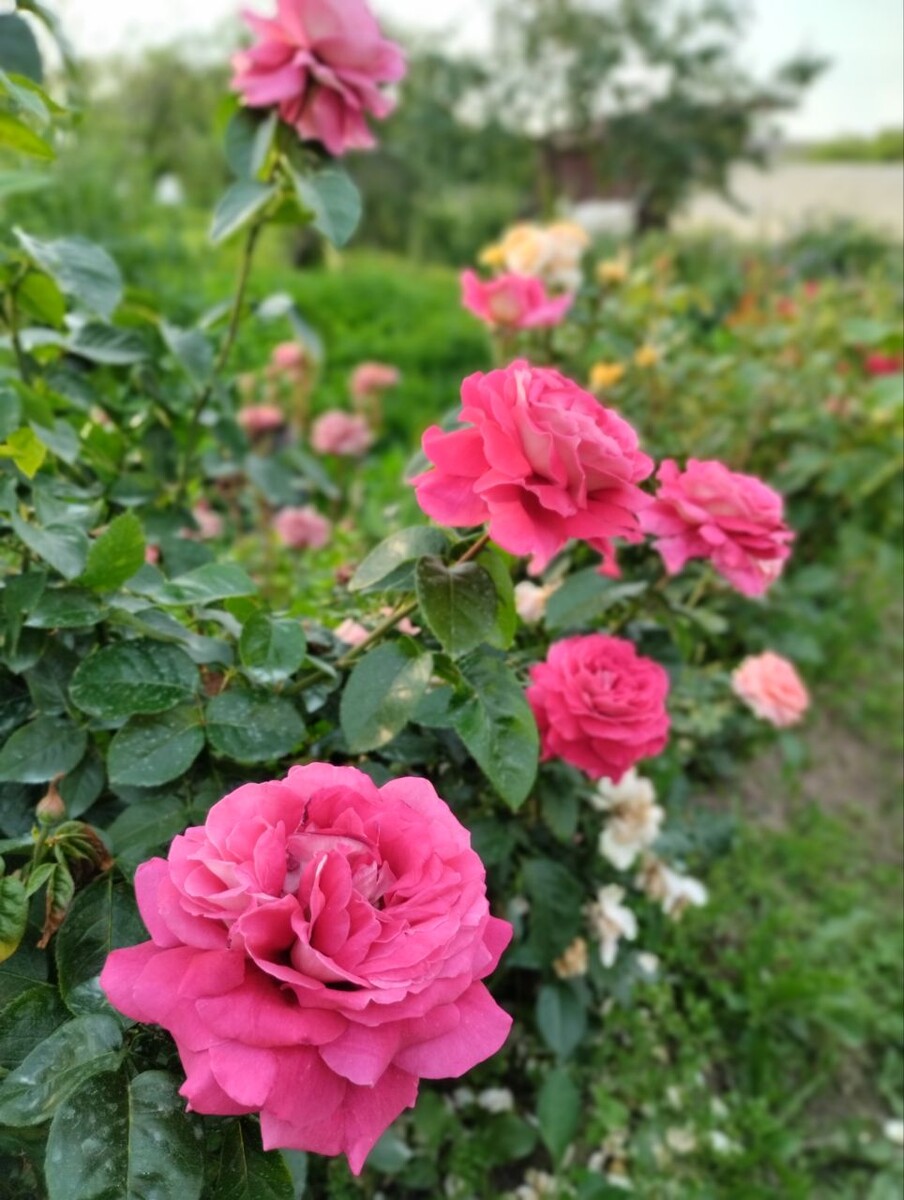 Кроненбург. Любимая ЧГ роза