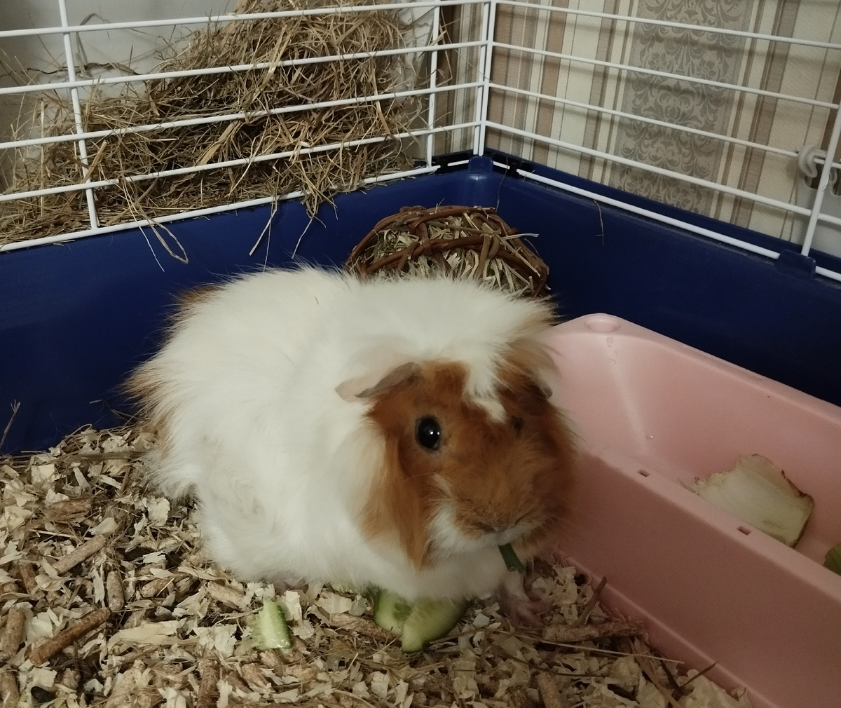 Гай Клавдиус Розетикус. 11.03.2025 г, вторник.