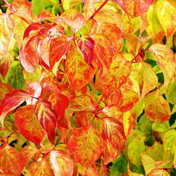 Дёрен красный "Мэджик Флэйм"