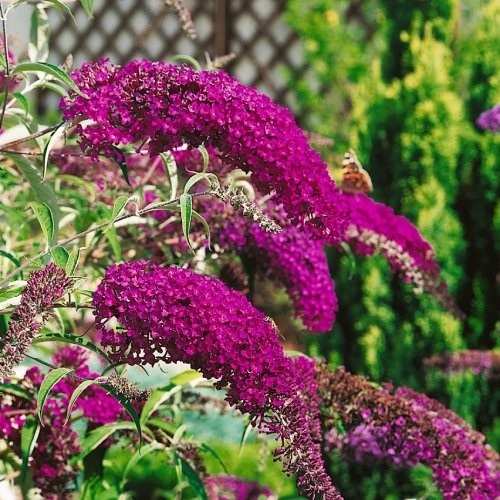 Буддлея Давида "Нано Пурпл" . Фото из открытых источников