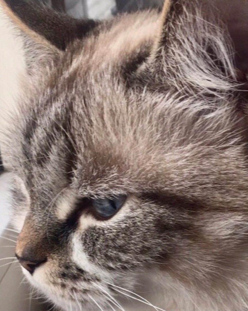 Это наш красавец,- от Слевина Келевра.

