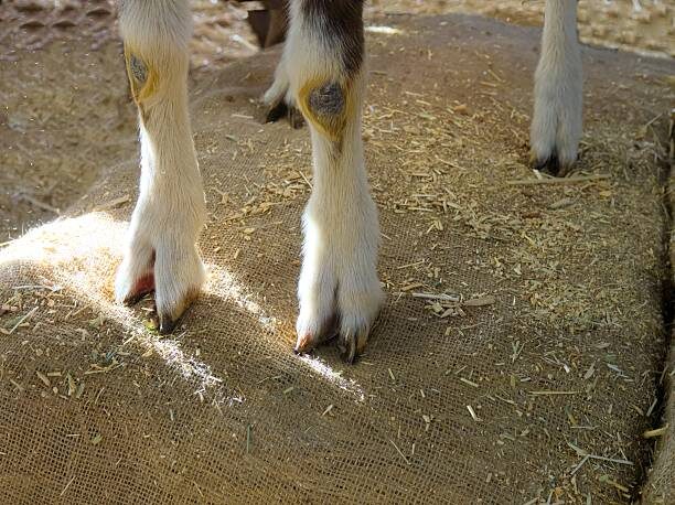 У малышей копытный рог совсем мягкий. Его легко подравнивать ножницами и требуется это совсем не часто, ведь детки любят много бегать и сами все стачивают, если грунт достаточно твердый 