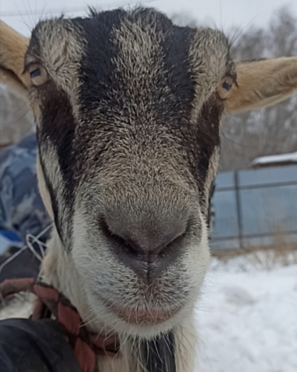 Фанта. Собственной персоной 