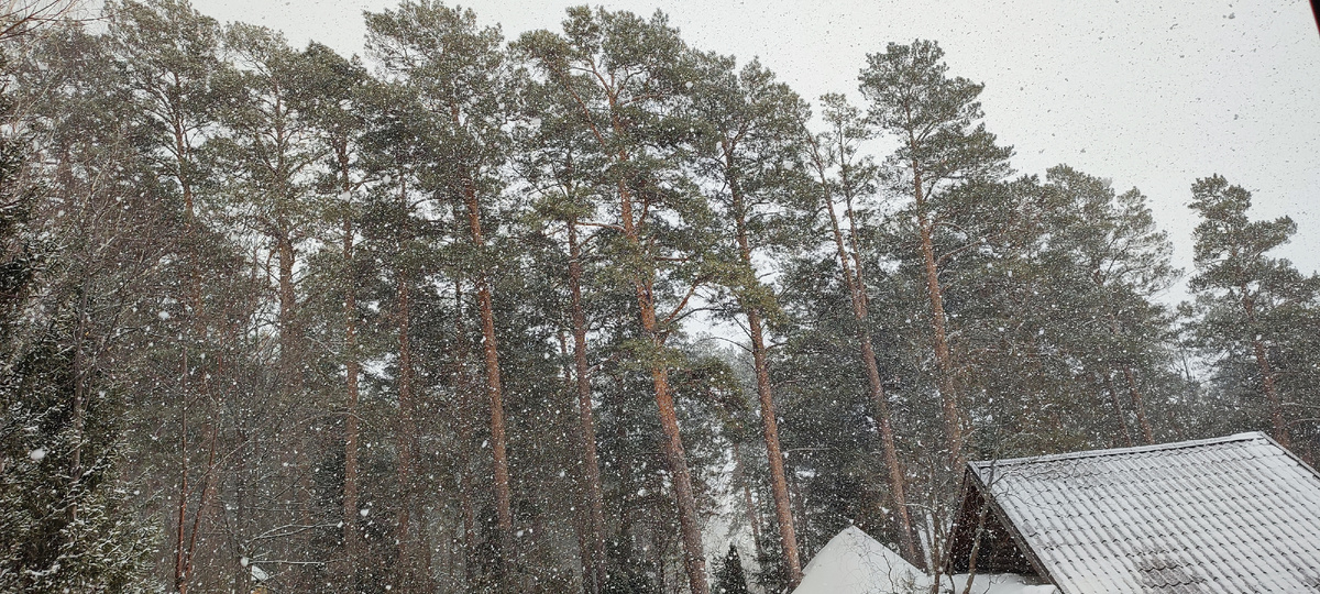 На фото плохо видно, но сегодня пол дня снег шёл сплошной стеной.... 