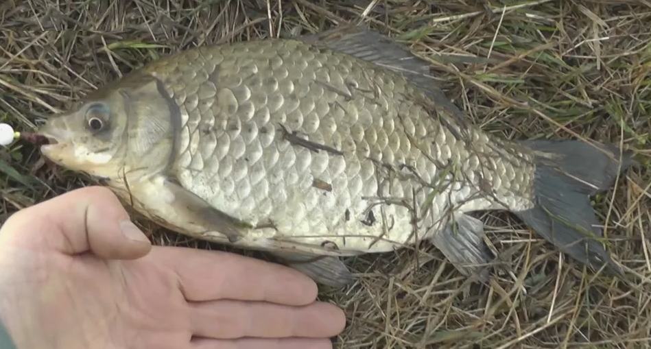 Карась пойманный в марте на поплавочную снасть. Источник фото poletaevsky.ru