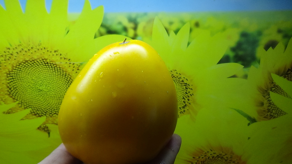 Томат Солнечный Утес. №1113 в Каталоге.