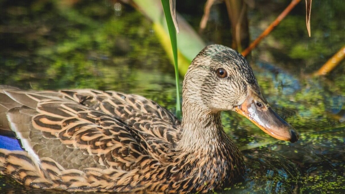     Источник: 1MI