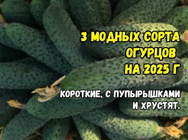 Лучший огурец на рынке: 3 короткоплодных бугорчатых сорта с домашним вкусом. “Деревянным” не бывает - для теплиц и грядок. Агрономы советуют