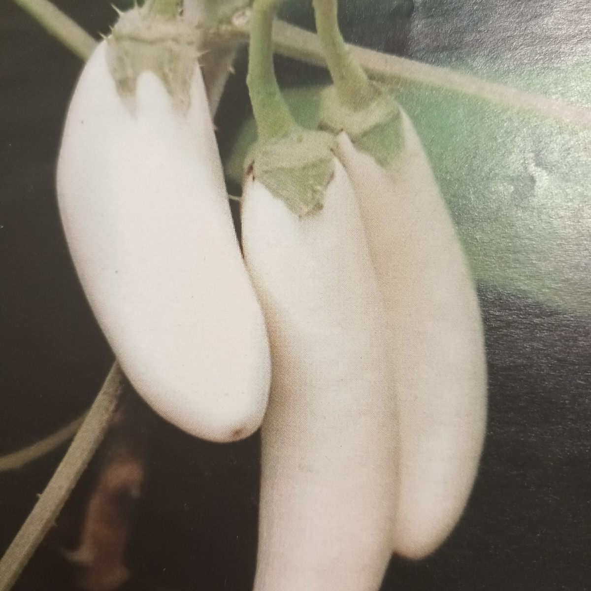 Заячье ушко фото автора