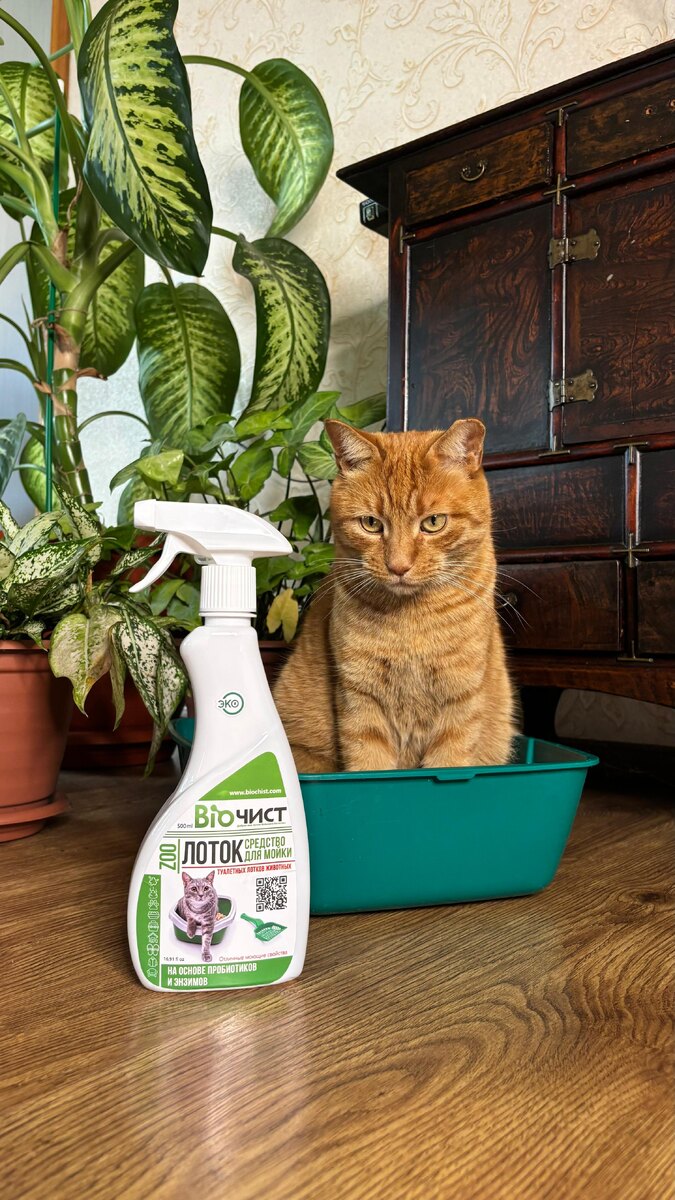 увы, научить пушистого друга поступать так, как вам нравится, практически невозможно!