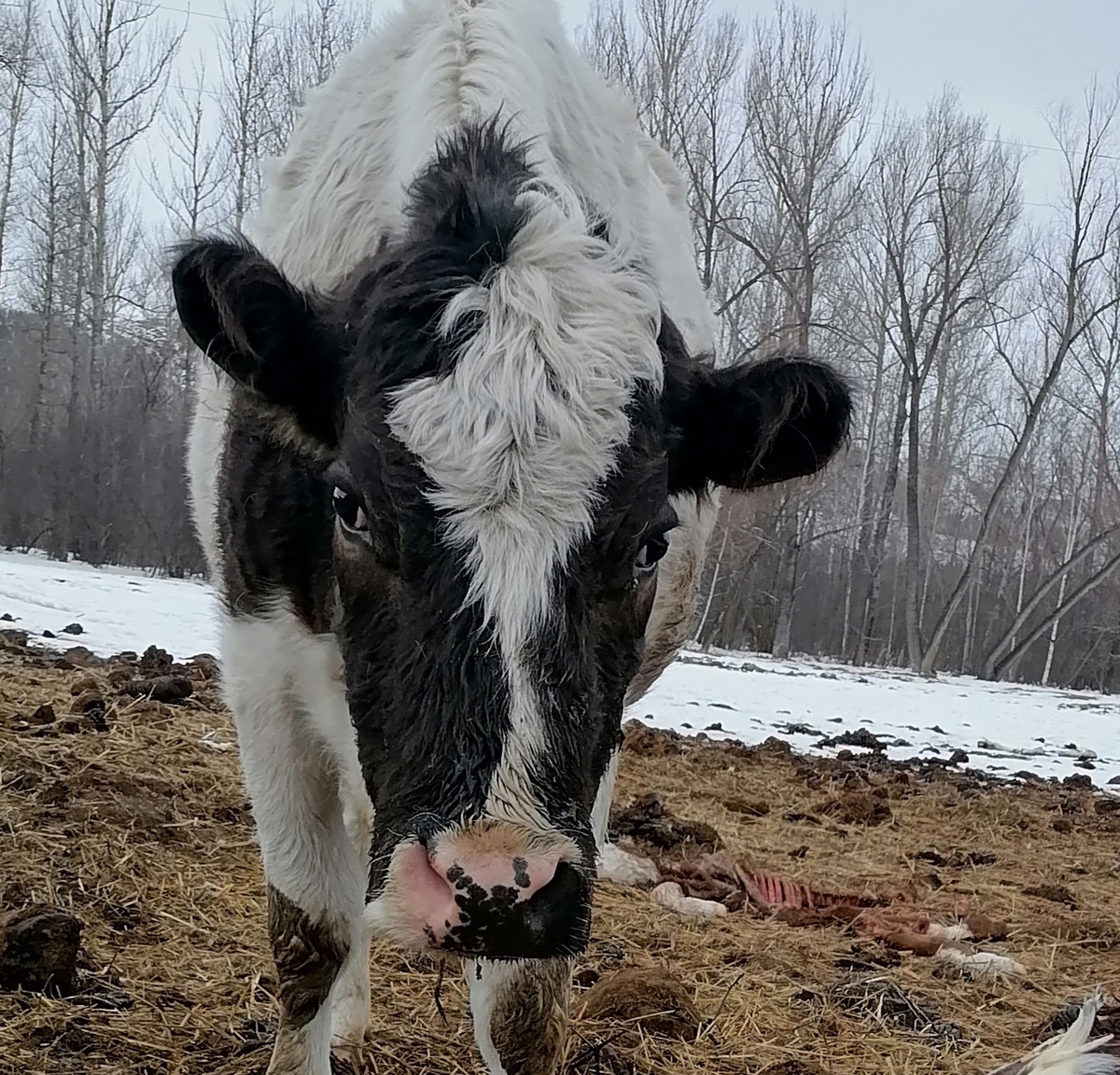 Вот она, "морда протокольная".