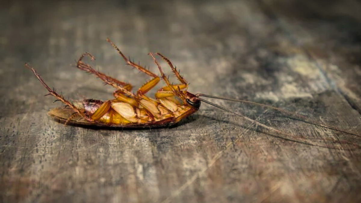 Tarakany, obrabotka vmeste sosedyami.