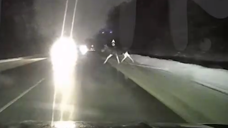 Спустя мгновение автомобиль собьет выбежавшего на дорогу лося / скриншот с видео