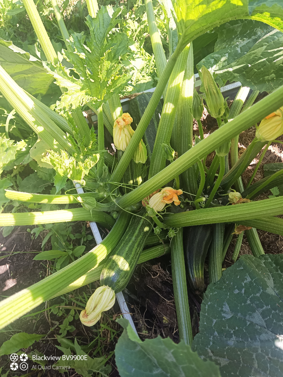 Усатый-полосатый. Точно - и усатый, и полосатый!