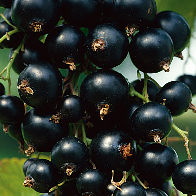 15 лучших сортов черной смородины для весенней посадки