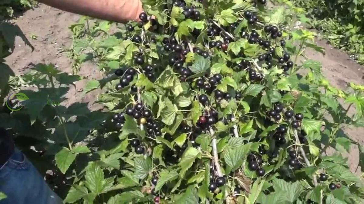 15 лучших сортов черной смородины для весенней посадки - Сорт "Добрыня"