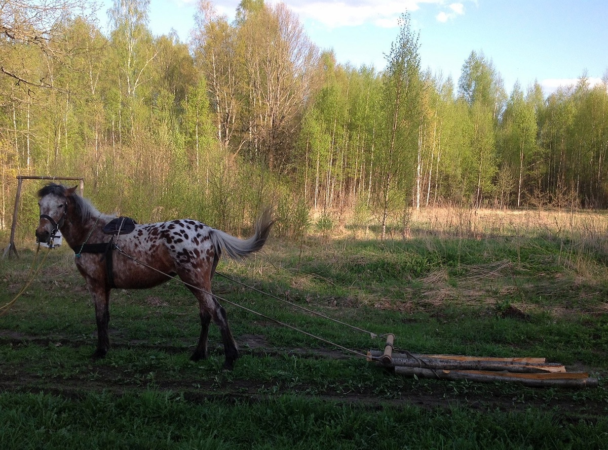 Лошадка в год доставляет рейки для забора из леса