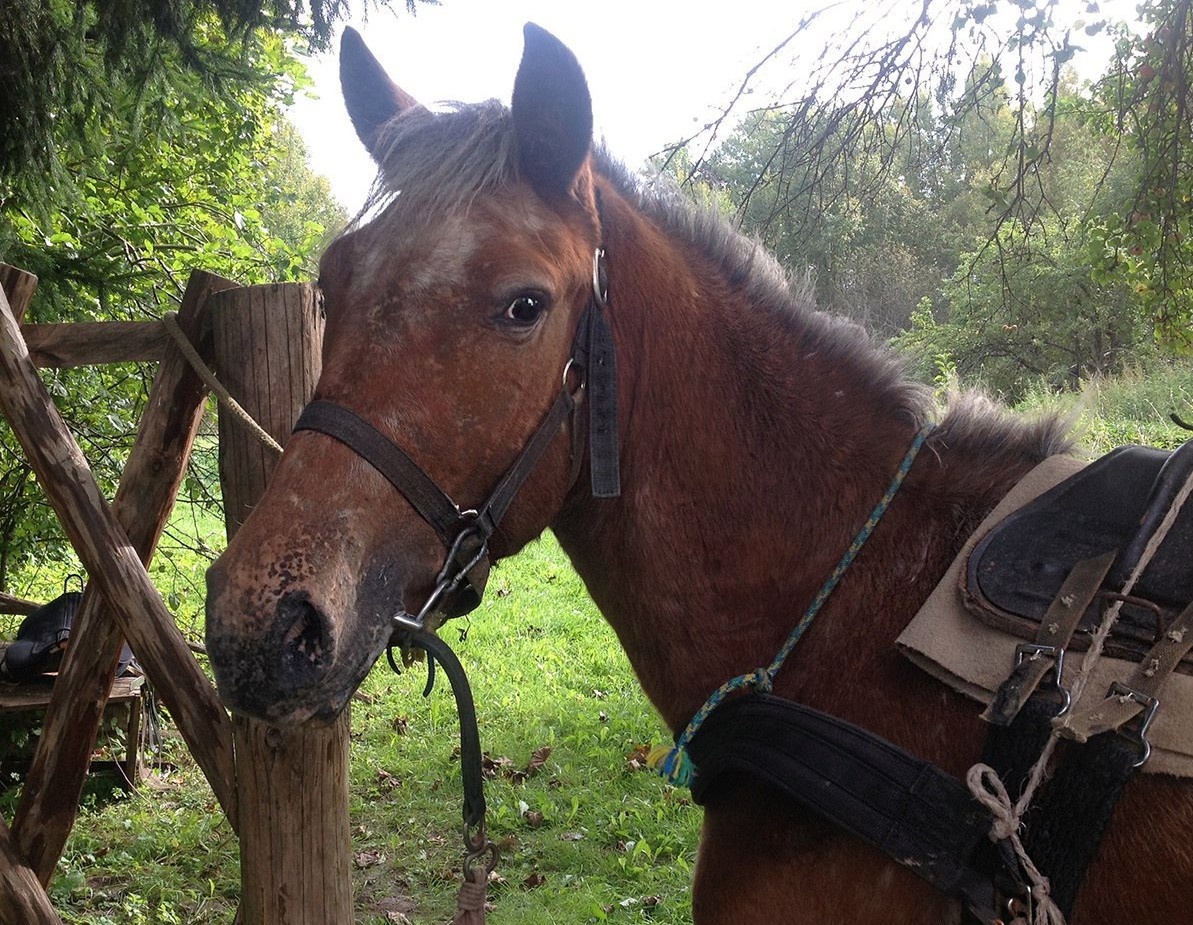 Первая упряжь