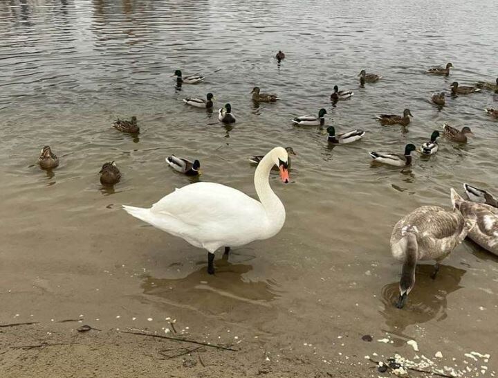 Узнали запреты и приметы на Птичий день