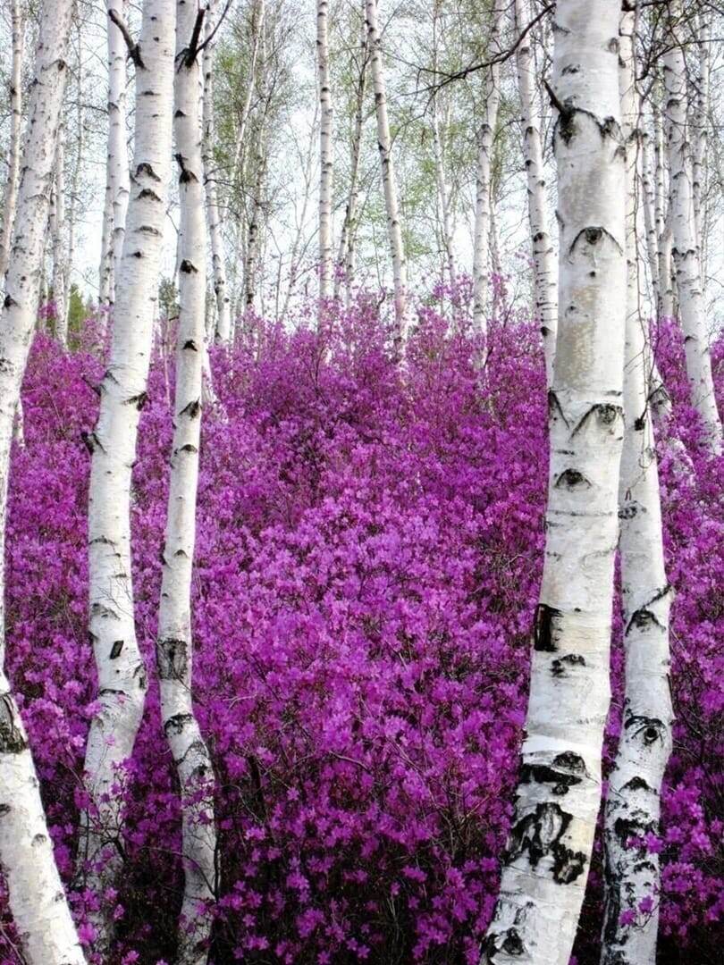 Наш багульник!