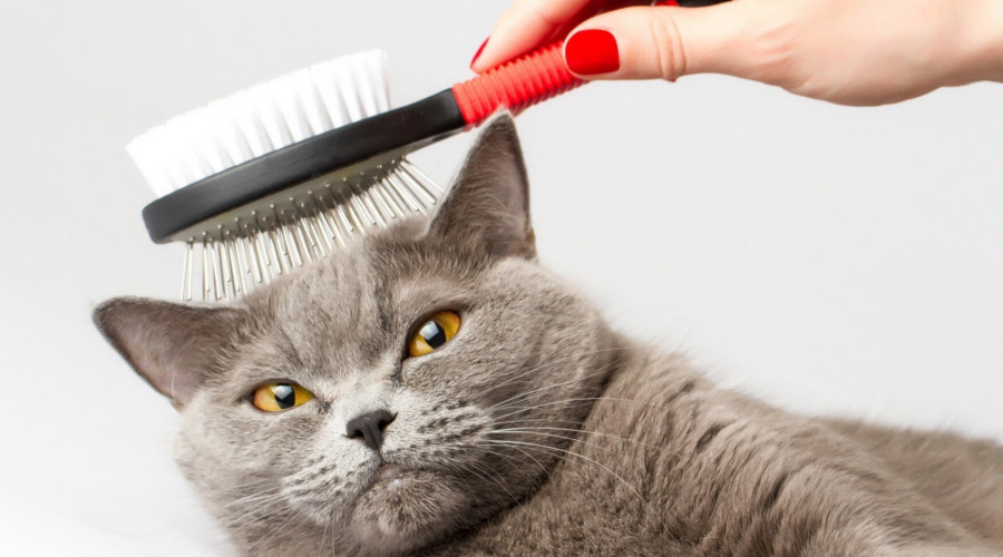    Фото: G﻿obalakovo