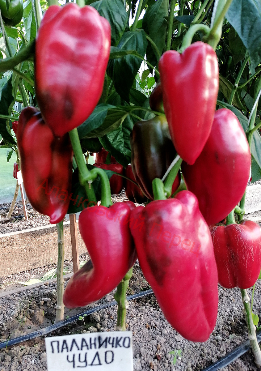 Паланичко Чудо