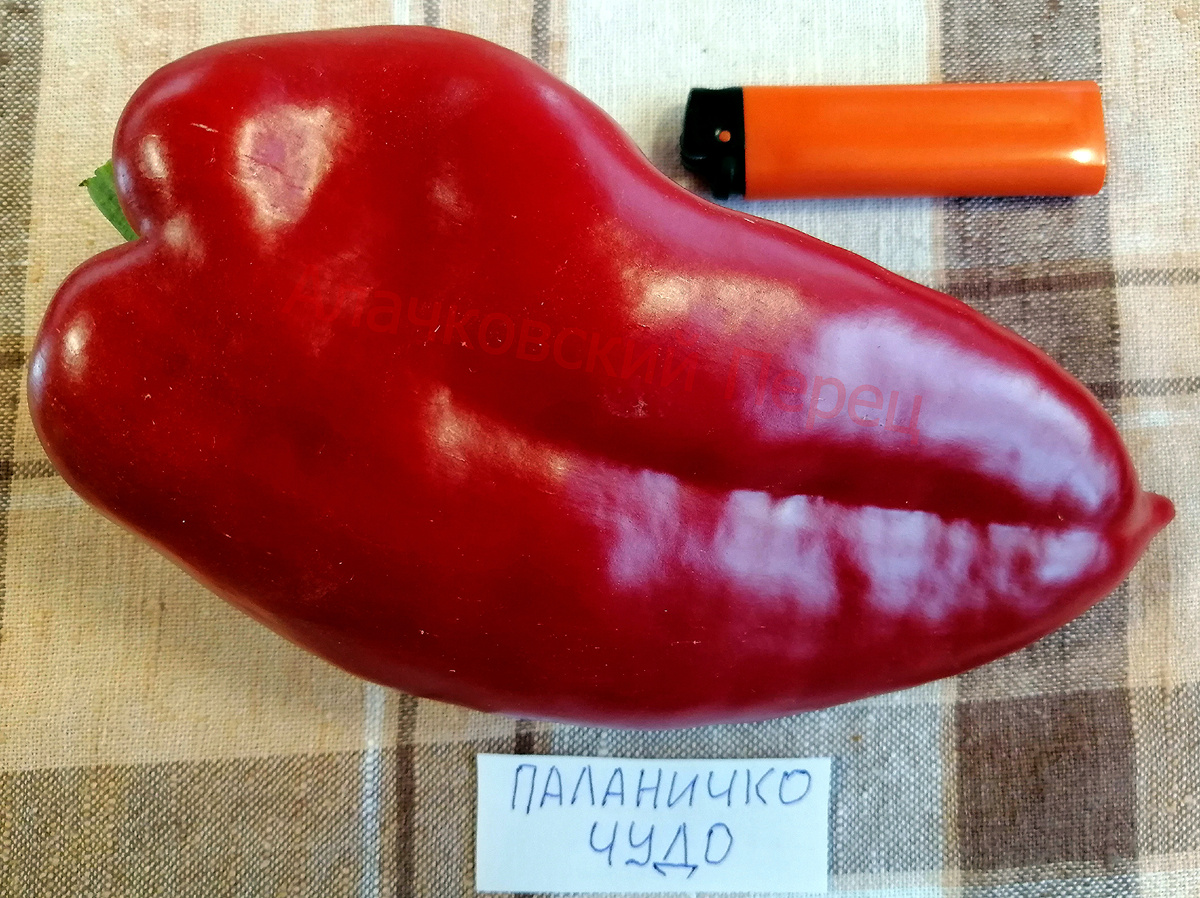 Паланичко Чудо