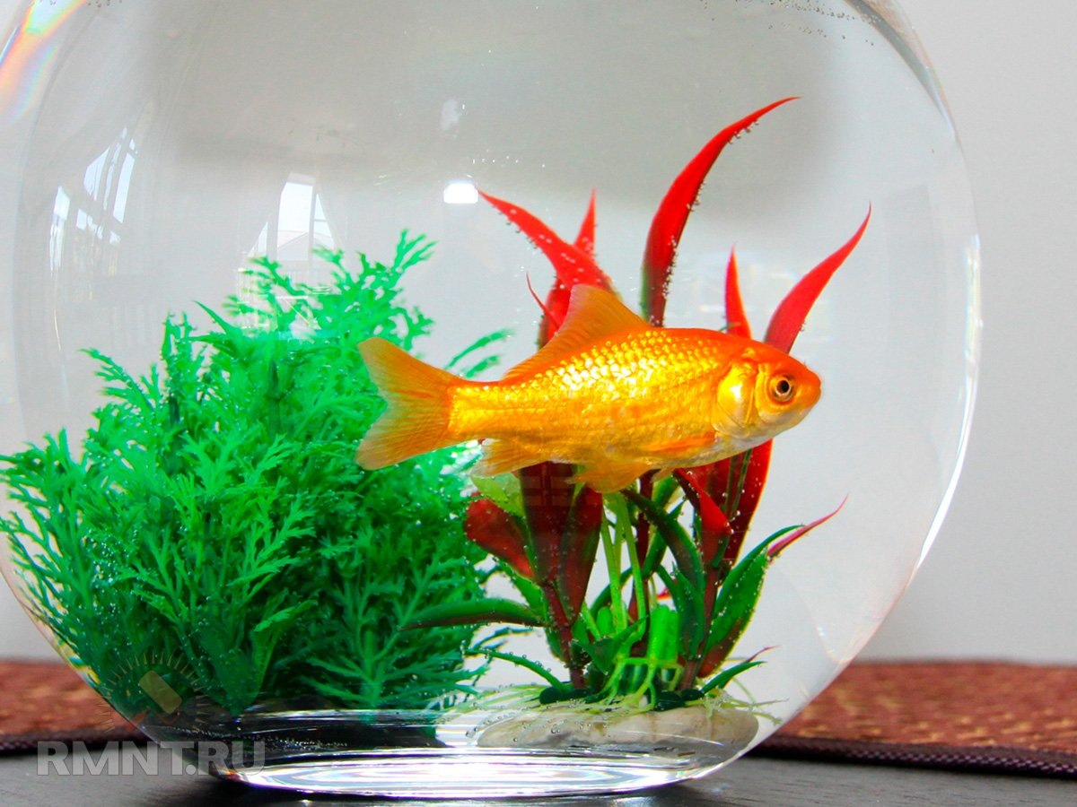 Фото pethelpful.com