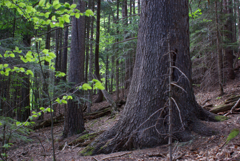 Пихта долгожитель